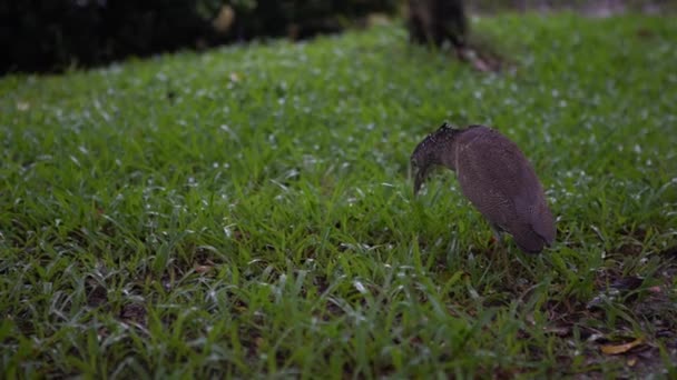 大安公園台北の雨の日に食べるためにミミズを狩るマレーシアの夜の4K — ストック動画