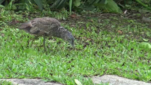 Yetişkin Bir Kahverengi Malezya Gece Kuşu Tayvan Dan Deki Daan — Stok video