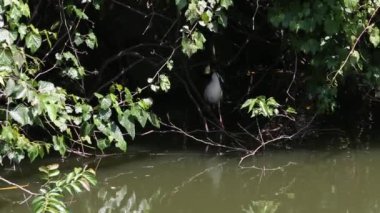 Yetişkin bir kuş Nycticorax Nycticorax, siyah taçlı gece balıkçıl, Tayvan-Dan 'in başkenti Taipei' deki Daan Ormanı Parkı 'ndaki gölün sularındaki diferente dallarını hazırlayıp araştırın.