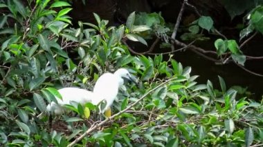 4k, Beyaz Kuşlar Egretta Garzetta baharda yuva yapıyor. Yetişkin bir balıkçıl, Taipei 'deki Daan Forest Park' taki gölün ağacındaki mavi yumurtalarla yuvaya göz kulak olur. Tayvan-Dan
