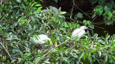 4k, Beyaz Kuşlar Egretta Garzetta baharda yuva yapıyor. Yetişkin bir balıkçıl, Taipei 'deki Daan Forest Park' taki gölün ağacındaki mavi yumurtalarla yuvaya göz kulak olur. Tayvan-Dan