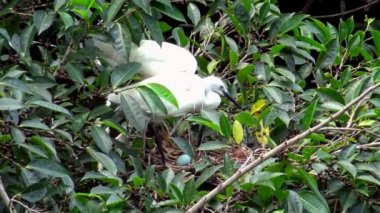 4k, Beyaz Kuşlar Egretta Garzetta baharda yuva yapıyor. Yetişkin bir balıkçıl, Taipei 'deki Daan Forest Park' taki gölün ağacındaki mavi yumurtalarla yuvaya göz kulak olur. Tayvan-Dan