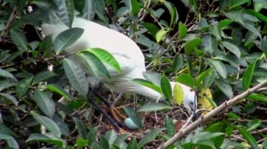 4k, Beyaz Kuşlar Egretta Garzetta baharda yuva yapıyor. Yetişkin bir balıkçıl, Taipei 'deki Daan Forest Park' taki gölün ağacındaki mavi yumurtalarla yuvaya göz kulak olur. Tayvan-Dan