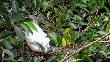 4k, Beyaz Kuşlar Egretta Garzetta baharda yuva yapıyor. Yetişkin bir balıkçıl, Taipei 'deki Daan Forest Park' taki gölün ağacındaki mavi yumurtalarla yuvaya göz kulak olur. Tayvan-Dan