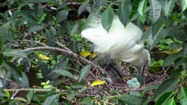 4k, Beyaz Kuşlar Egretta Garzetta baharda yuva yapıyor. Yetişkin bir balıkçıl, Taipei 'deki Daan Forest Park' taki gölün ağacındaki mavi yumurtalarla yuvaya göz kulak olur. Tayvan-Dan