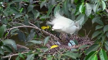 4k, Beyaz Kuşlar Egretta Garzetta baharda yuva yapıyor. Yetişkin bir balıkçıl, Taipei 'deki Daan Forest Park' taki gölün ağacındaki mavi yumurtalarla yuvaya göz kulak olur. Tayvan-Dan