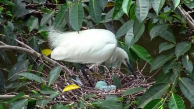 4k, Beyaz Kuşlar Egretta Garzetta baharda yuva yapıyor. Yetişkin bir balıkçıl, Taipei 'deki Daan Forest Park' taki gölün ağacındaki mavi yumurtalarla yuvaya göz kulak olur. Tayvan-Dan