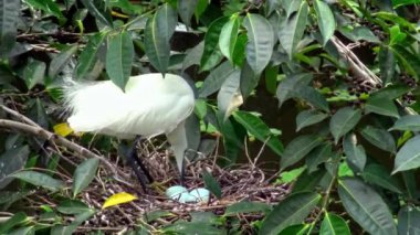 4k, Beyaz Kuşlar Egretta Garzetta baharda yuva yapıyor. Yetişkin bir balıkçıl, Taipei 'deki Daan Forest Park' taki gölün ağacındaki mavi yumurtalarla yuvaya göz kulak olur. Tayvan-Dan