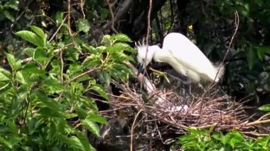 4k, Beyaz Kuşlar Egretta Garzetta baharda yuva yapıyor. Yetişkin bir balıkçıl, Taipei 'deki Daan Forest Park' taki gölün ağacındaki mavi yumurtalarla yuvaya göz kulak olur. Tayvan-Dan