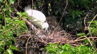 4k, Beyaz Kuşlar Egretta Garzetta baharda yuva yapıyor. Yetişkin bir balıkçıl, Taipei 'deki Daan Forest Park' taki gölün ağacındaki mavi yumurtalarla yuvaya göz kulak olur. Tayvan-Dan