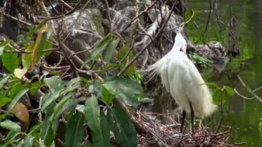4k, Beyaz Kuşlar Egretta Garzetta baharda yuva yapıyor. Yetişkin bir balıkçıl, Taipei 'deki Daan Forest Park' taki gölün ağacındaki mavi yumurtalarla yuvaya göz kulak olur. Tayvan-Dan
