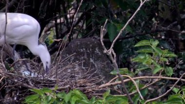 Beyaz kuşların Yavaş Hareketi Egretta Garzetta ilkbaharda yuvalanır. Yetişkin bir balıkçıl, Taipei 'deki Daan Forest Park' taki gölün ağacındaki mavi yumurtalarla yuvaya göz kulak olur. Tayvan-Dan