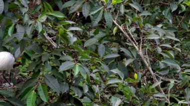 Beyaz kuşların Yavaş Hareketi Egretta Garzetta ilkbaharda yuvalanır. Yetişkin bir balıkçıl, Taipei 'deki Daan Forest Park' taki gölün ağacındaki mavi yumurtalarla yuvaya göz kulak olur. Tayvan-Dan