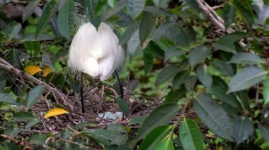 Beyaz kuşların Yavaş Hareketi Egretta Garzetta ilkbaharda yuvalanır. Yetişkin bir balıkçıl, Taipei 'deki Daan Forest Park' taki gölün ağacındaki mavi yumurtalarla yuvaya göz kulak olur. Tayvan-Dan