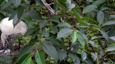 Beyaz kuşların Yavaş Hareketi Egretta Garzetta ilkbaharda yuvalanır. Yetişkin bir balıkçıl, Taipei 'deki Daan Forest Park' taki gölün ağacındaki mavi yumurtalarla yuvaya göz kulak olur. Tayvan-Dan
