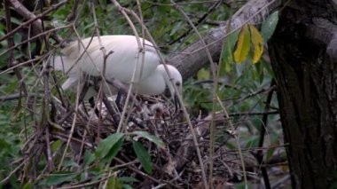 Beyaz kuş Egretta Garzetta baharda yuva yapıyor. Yetişkin bir balıkçıl, Tayvan-Dan şehrindeki Daan Ormanı Parkı 'ndaki göldeki ağaçtaki yuvaya ve yavrulara göz kulak olur.