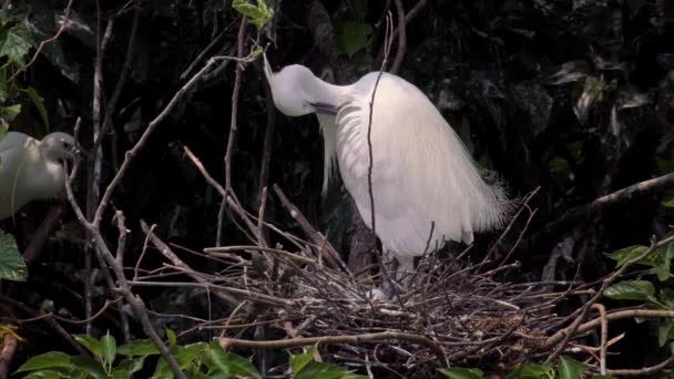 Mouvement lent des oiseaux blancs Egretta Garzetta nichant au printemps. Une petite aigrette adulte prend soin du nid avec des œufs bleus sur l'arbre du lac au parc forestier Daan dans la ville de Taipei. Taiwan-Dan 
