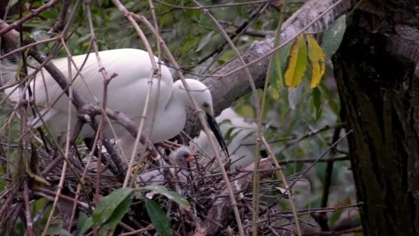 Gros plan de la mère blanche Egretta Garzetta nourrissant ses oisillons dans le nid. Une petite aigrette adulte prend soin des poussins et donne à manger sur l'arbre du lac au parc forestier Daan dans la ville de Taipei, Taiwan-Dan 