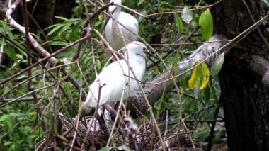 4k, Beyaz Kuş Egretta Garzetta baharda yuva yapıyor. Yetişkin bir balıkçıl, Tayvan-Dan şehrindeki Daan Ormanı Parkı 'ndaki göldeki ağaçtaki yuvaya ve yavrulara göz kulak olur.