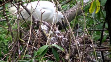 4k, Beyaz Kuş Egretta Garzetta baharda yuva yapıyor. Yetişkin bir balıkçıl, Tayvan-Dan şehrindeki Daan Ormanı Parkı 'ndaki göldeki ağaçtaki yuvaya ve yavrulara göz kulak olur.