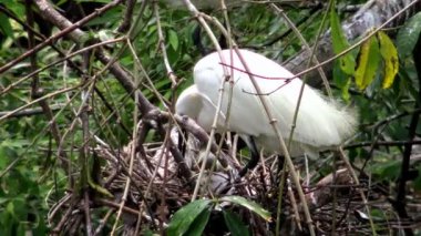 4k, Beyaz Kuş Egretta Garzetta baharda yuva yapıyor. Yetişkin bir balıkçıl, Tayvan-Dan şehrindeki Daan Ormanı Parkı 'ndaki göldeki ağaçtaki yuvaya ve yavrulara göz kulak olur.
