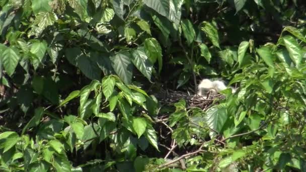4k, oiseau blanc Egretta Garzetta, petite aigrette prendre soin du nid et des poussins sur l'arbre du lac au parc forestier Daan à Taipei, capitale de Taiwan-Dan 