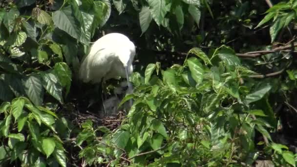 Pássaro Branco Egretta Garzetta Pequena Egret Cuidar Ninho Filhotes Árvore — Vídeo de Stock