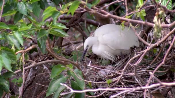 Movimiento Lento Del Pájaro Blanco Egretta Garzetta Anidando Primavera Una — Vídeos de Stock