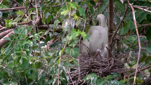 Mouvement lent de l'oiseau blanc Egretta Garzetta nichant au printemps. Une petite aigrette adulte prend soin du nid et des poussins sur l'arbre du lac au parc forestier Daan dans la ville de Taipei, Taiwan-Dan 