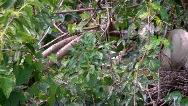 白い鳥のスローモーション春にはEgretta Garzettaが営巣します 台北市の大安森林公園にある湖の木の上で巣や雛を世話する大人の小さな後悔 — ストック動画