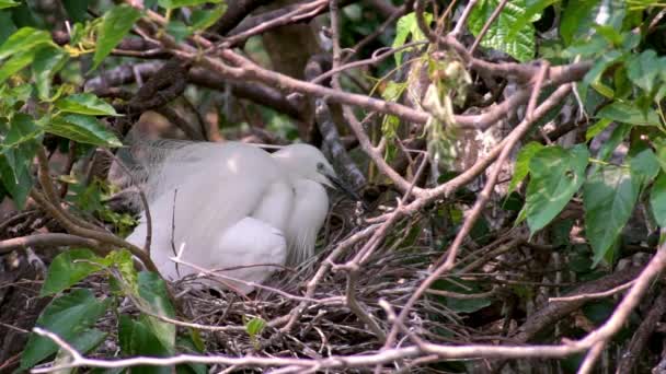 Movimiento Lento Del Pájaro Blanco Egretta Garzetta Anidando Primavera Una — Vídeos de Stock