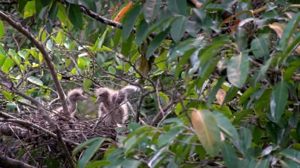 遅い成鳥の動き春に営巣するNycticorax 黒冠の夜のサギは台北市の大安森林公園で湖の木の上の巣や雛を世話します — ストック動画