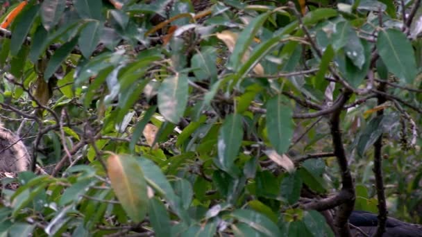 Långsamma Fågelrörelser Nycticorax Häckar Våren Svartkrönta Natt Heron Kycklingar Boet — Stockvideo