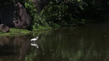 Yetişkin beyaz bir kuş olan Egretta Garzetta, Tayvan-Dan 'in başkenti Taipei' deki Daan Ormanı Parkı 'ndaki gölde suya doğru yürüyen ve yiyecek arayan küçük bir balıkçıl.