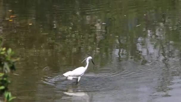 Een Volwassen Witte Vogel Egretta Garzetta Kleine Zilverreiger Die Naar — Stockvideo