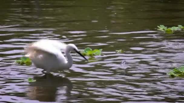 Movimento Lento Branco Egretta Garzetta Pesca Pequeno Peixe Lagoa Água — Vídeo de Stock