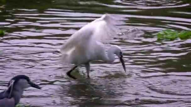 Slow Motion White Egretta Garzetta Fishing Small Fish Water Pond — Stock Video