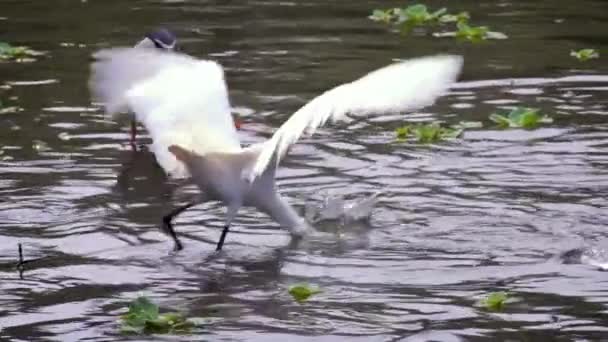 Slow Motion White Egretta Garzetta Fishing Small Fish Water Pond — Stock Video