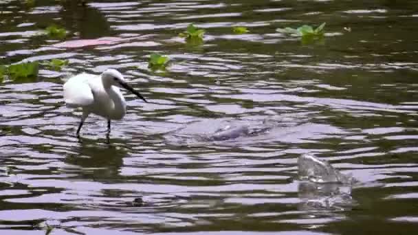 水中の小さな魚を釣り白いEgrettaガゼッタのスローモーション池 台北市の大安森林公園で小魚を釣り 湖で魚を食べる大人の小さな後悔 — ストック動画