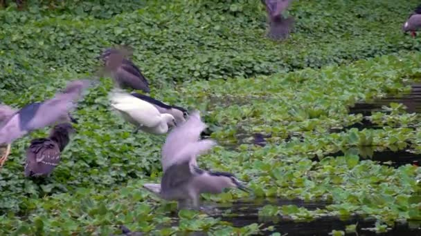 Movimento Lento Pássaros Adultos Nycticorax Egretta Garzetta Branco Lago Garça — Vídeo de Stock