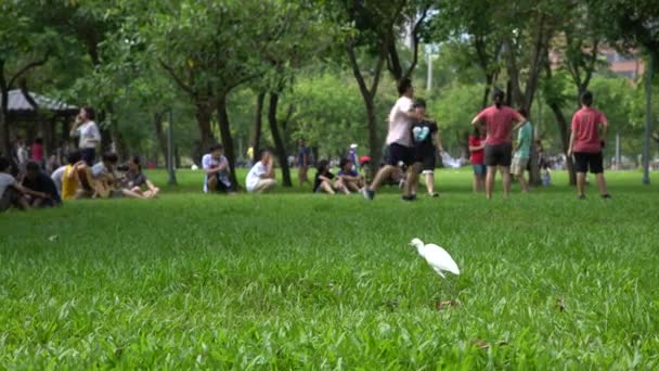 Pájaro Blanco Egretta Garzetta Buscando Comida Mientras Los Jóvenes Asiáticos — Vídeos de Stock