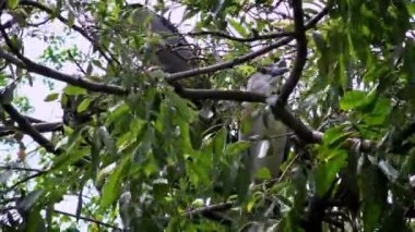 4K İki kuş Nycticorax, Taipei şehrindeki Daan Ormanı Parkı 'ndaki gölün ağaçlarında yaşayan siyah taçlı balıkçıl. Tayvan-Dan