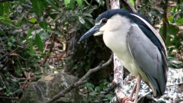 Взрослая Птица Nycticorax Черная Коронованная Ночная Цапля Живущая Деревьях Озера — стоковое видео