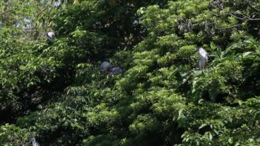 Bir grup kuş Nycticorax Nycticorax, Tayvan-Dan 'in başkenti Taipei' deki Daan Orman Parkı 'ndaki gölün ağaçlarında yaşayan siyah taçlı gece balıkçıl kuşu.