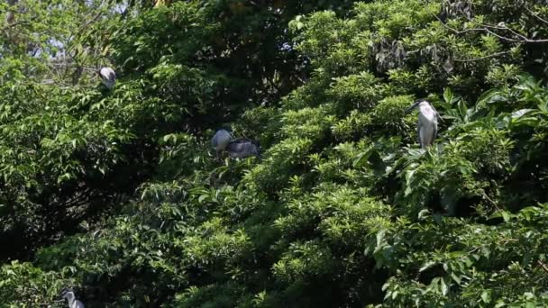 왕관을 Nycticorax 타이베이에 Daan Forest Park 나무에서 — 비디오