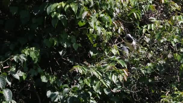 Uccello Adulto Nycticorax Nycticorax Airone Notturno Coronato Nero Nidifica Sugli — Video Stock