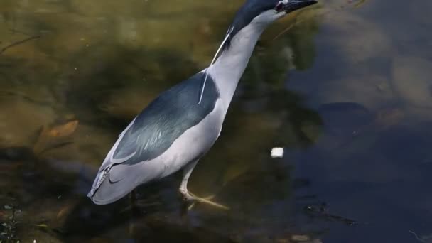 Vuxen Fågel Nycticorax Nycticorax Svartkrönt Natt Heron Promenader Till Vattnet — Stockvideo