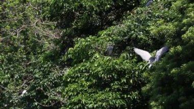 Bir grup kuş Nycticorax Nycticorax, Tayvan-Dan 'in başkenti Taipei' deki Daan Orman Parkı 'ndaki gölün ağaçlarında yaşayan siyah taçlı gece balıkçıl kuşu.