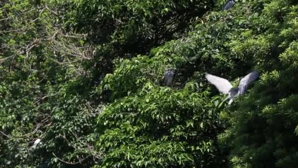 Skupina Ptáků Nycticorax Nycticorax Noční Volavka Černou Korunou Žijící Stromech — Stock video