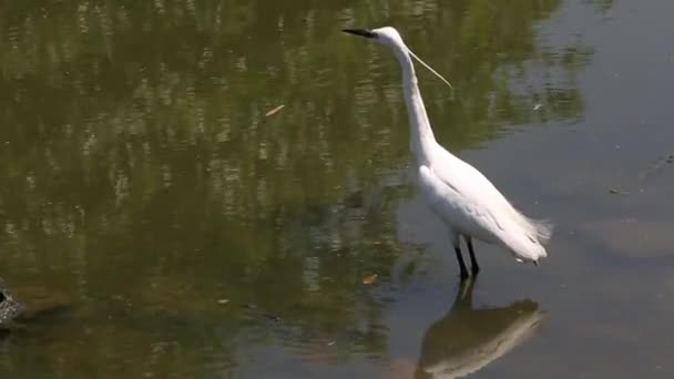 大人の白い鳥Egretta Garzetta 少し水に歩いて 台湾の首都 台北の大安森林公園で湖で食べ物を検索することを歓迎 — ストック動画